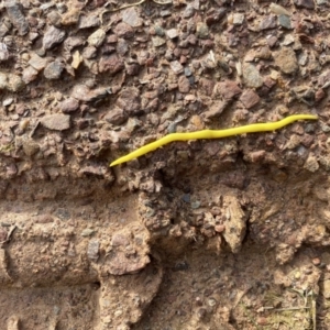 Caenoplana sulphurea at Mount Clear, ACT - 4 Oct 2022