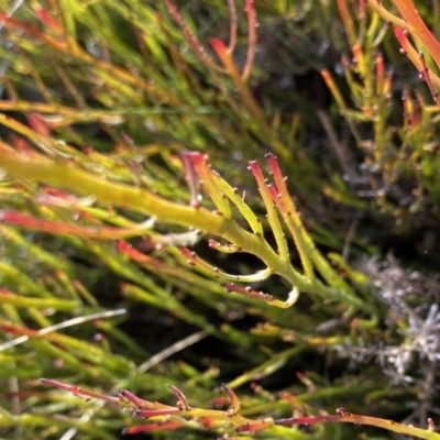 Bossiaea riparia at Mount Clear, ACT - 4 Oct 2022 by NedJohnston