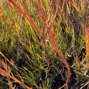 Bossiaea riparia at Mount Clear, ACT - 4 Oct 2022