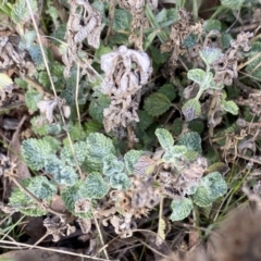 Marrubium vulgare (Horehound) at Mount Clear, ACT - 4 Oct 2022 by NedJohnston