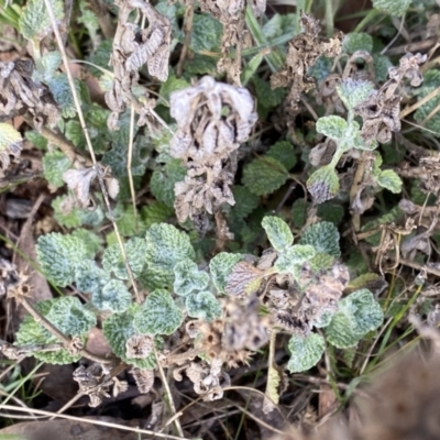 Marrubium vulgare (Horehound) at Mount Clear, ACT - 4 Oct 2022 by NedJohnston