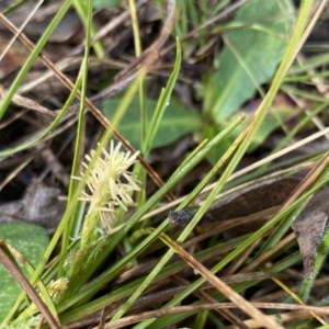 Carex breviculmis at Mount Clear, ACT - 4 Oct 2022 08:41 AM