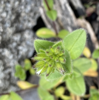 Cerastium vulgare (Mouse Ear Chickweed) at Mount Clear, ACT - 4 Oct 2022 by Ned_Johnston