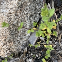 Cerastium vulgare at Mount Clear, ACT - 4 Oct 2022