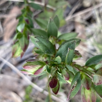 Pimelea curviflora var. gracilis (Curved Rice-flower) at Mount Clear, ACT - 4 Oct 2022 by Ned_Johnston