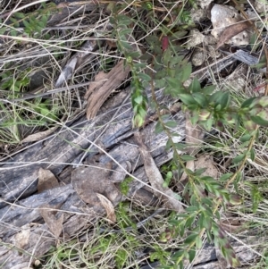 Pimelea curviflora var. gracilis at Mount Clear, ACT - 4 Oct 2022