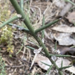 Discaria pubescens (Australian Anchor Plant) at Mount Clear, ACT - 4 Oct 2022 by Ned_Johnston