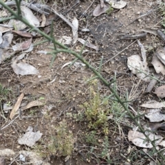 Discaria pubescens at Mount Clear, ACT - 4 Oct 2022