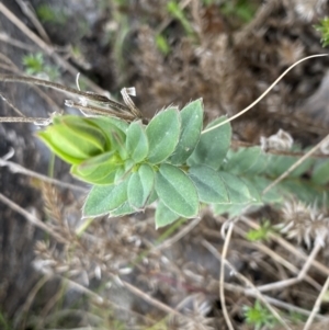 Pimelea curviflora var. gracilis at Mount Clear, ACT - 4 Oct 2022