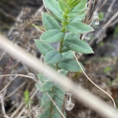 Pimelea curviflora var. gracilis at Mount Clear, ACT - 4 Oct 2022