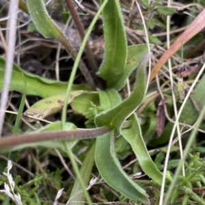 Craspedia variabilis at Mount Clear, ACT - suppressed