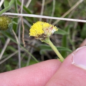 Craspedia variabilis at Mount Clear, ACT - suppressed