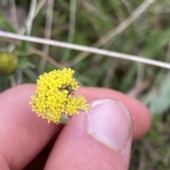 Craspedia variabilis at Mount Clear, ACT - suppressed