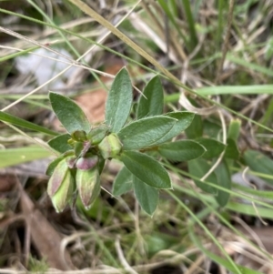 Pimelea curviflora var. gracilis at Mount Clear, ACT - 4 Oct 2022