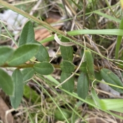 Pimelea curviflora var. gracilis at Mount Clear, ACT - 4 Oct 2022