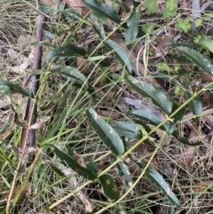 Veronica derwentiana (Derwent Speedwell) at Mount Clear, ACT - 4 Oct 2022 by NedJohnston
