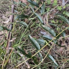 Veronica derwentiana (Derwent Speedwell) at Mount Clear, ACT - 4 Oct 2022 by Ned_Johnston