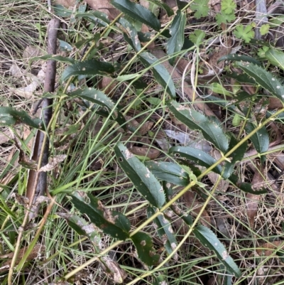 Veronica derwentiana (Derwent Speedwell) at Mount Clear, ACT - 4 Oct 2022 by Ned_Johnston