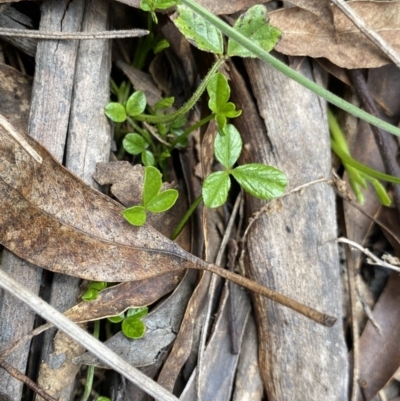 Cullen microcephalum (Dusky Scurf-pea) at Mount Clear, ACT - 4 Oct 2022 by Ned_Johnston