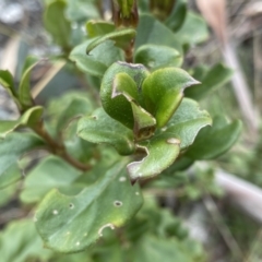 Coprosma hirtella (Currant Bush) at Mount Clear, ACT - 4 Oct 2022 by Ned_Johnston