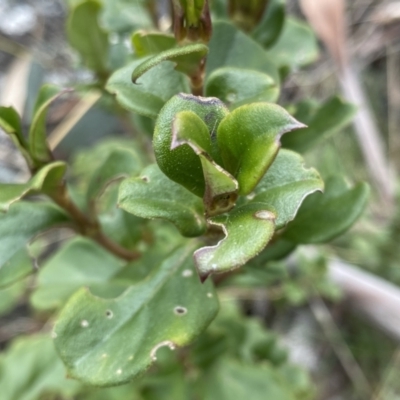 Coprosma hirtella (Currant Bush) at Mount Clear, ACT - 4 Oct 2022 by NedJohnston