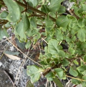 Coprosma hirtella at Mount Clear, ACT - 4 Oct 2022