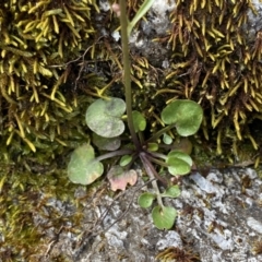 Cardamine lilacina (Lilac Bitter-cress) at Mount Clear, ACT - 4 Oct 2022 by NedJohnston