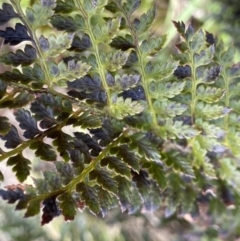 Polystichum proliferum (Mother Shield Fern) at Bumbalong, NSW - 4 Oct 2022 by NedJohnston