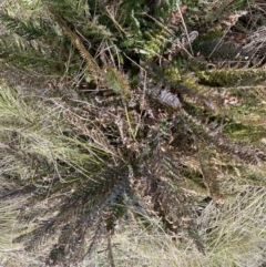 Polystichum proliferum at Bumbalong, NSW - 4 Oct 2022