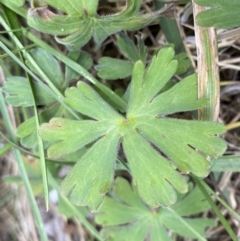 Geranium sp. (Geranium) at Bumbalong, NSW - 4 Oct 2022 by Ned_Johnston