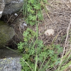 Geranium sp. at Bumbalong, NSW - 4 Oct 2022