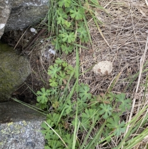 Geranium sp. at Bumbalong, NSW - 4 Oct 2022