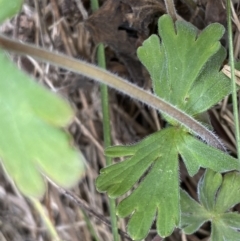 Geranium sp. at Bumbalong, NSW - 4 Oct 2022