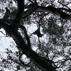 Callocephalon fimbriatum (Gang-gang Cockatoo) at Jerrabomberra, NSW - 7 Oct 2022 by Mavis