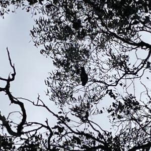 Callocephalon fimbriatum at Jerrabomberra, NSW - suppressed