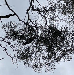 Callocephalon fimbriatum at Jerrabomberra, NSW - suppressed