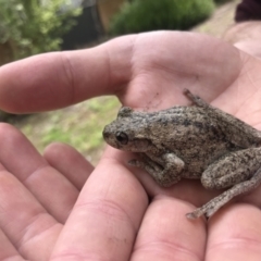 Litoria peronii at Watson, ACT - 8 Oct 2022