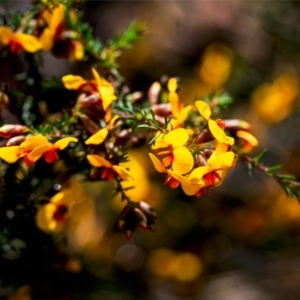 Dillwynia phylicoides at Bruce, ACT - 8 Oct 2022 08:58 AM