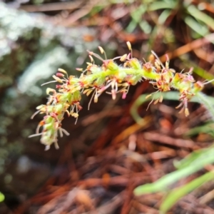 Plantago gaudichaudii at Isaacs, ACT - 8 Oct 2022