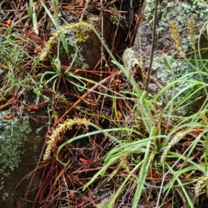 Plantago gaudichaudii at Isaacs, ACT - 8 Oct 2022 12:15 PM