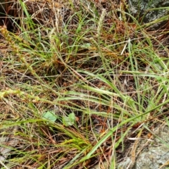 Plantago gaudichaudii at Isaacs, ACT - 8 Oct 2022 12:15 PM