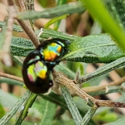 Callidemum hypochalceum (Hop-bush leaf beetle) at Isaacs, ACT - 8 Oct 2022 by Mike