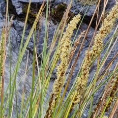 Carex appressa (Tall Sedge) at Isaacs, ACT - 8 Oct 2022 by Mike