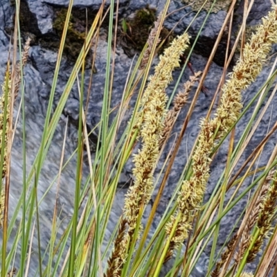 Carex appressa (Tall Sedge) at Isaacs, ACT - 8 Oct 2022 by Mike