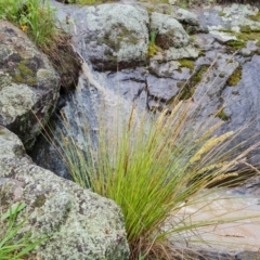 Carex appressa at Isaacs, ACT - 8 Oct 2022