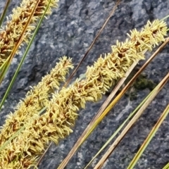 Carex appressa at Isaacs, ACT - 8 Oct 2022