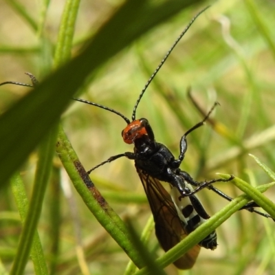 Callibracon capitator (White Flank Black Braconid Wasp) at Kambah, ACT - 8 Oct 2022 by HelenCross