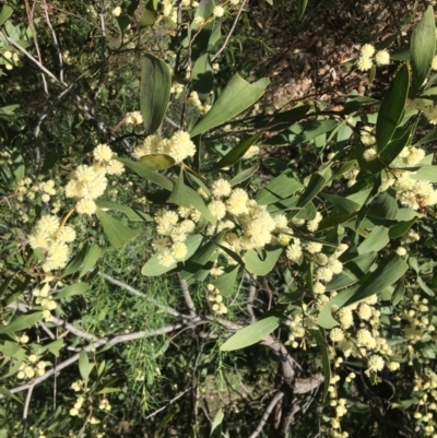 Acacia melanoxylon (Blackwood) at Yarralumla, ACT - 12 Sep 2021 by grakymhirth@tpg.com