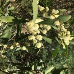 Acacia melanoxylon at Yarralumla, ACT - 12 Sep 2021 08:45 AM