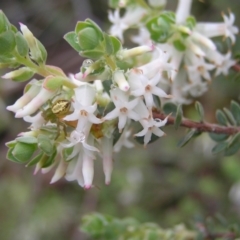 Brachyloma daphnoides (Daphne Heath) at Molonglo Valley, ACT - 8 Oct 2022 by MatthewFrawley